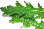 Common Thistle